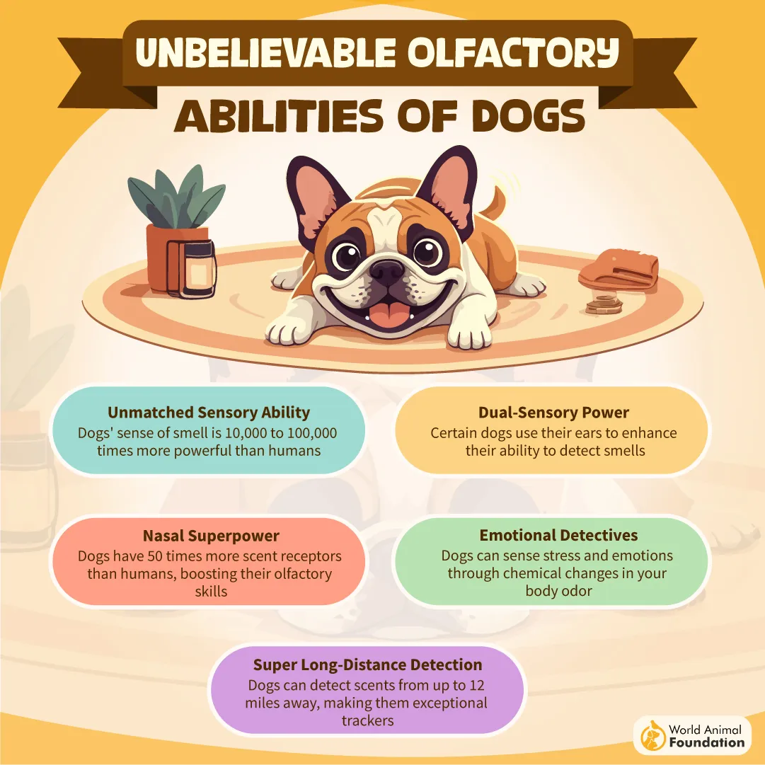Unbelievable Olfactory Abilities of Dogs-08