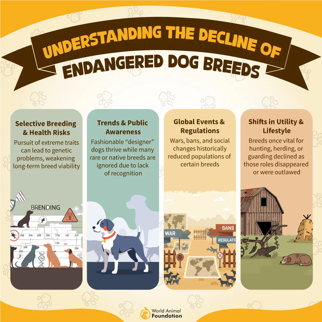 Understanding the Decline of Endangered Dog Breeds-06