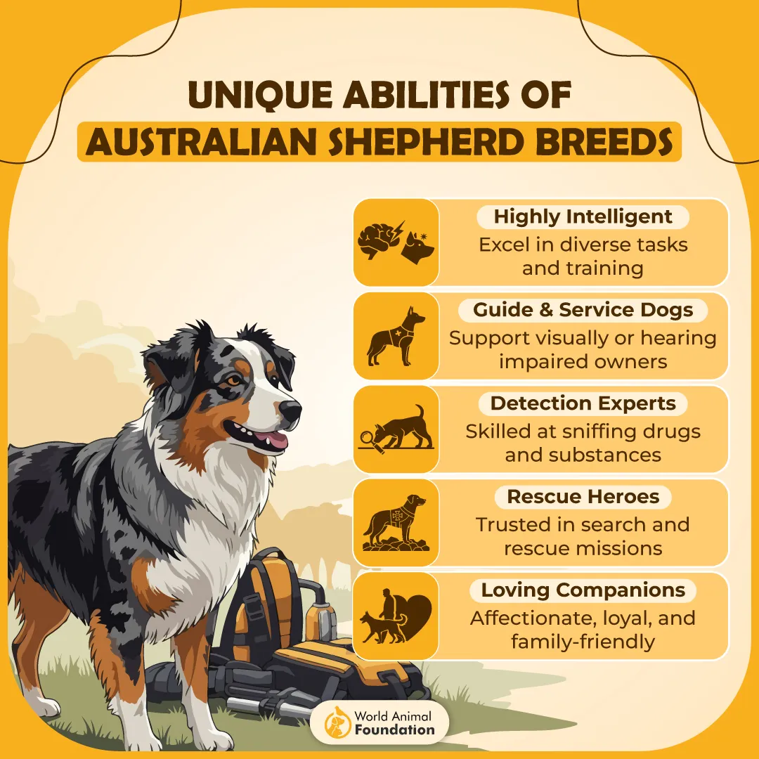 Unique Abilities of Australian Shepherd Breeds-01