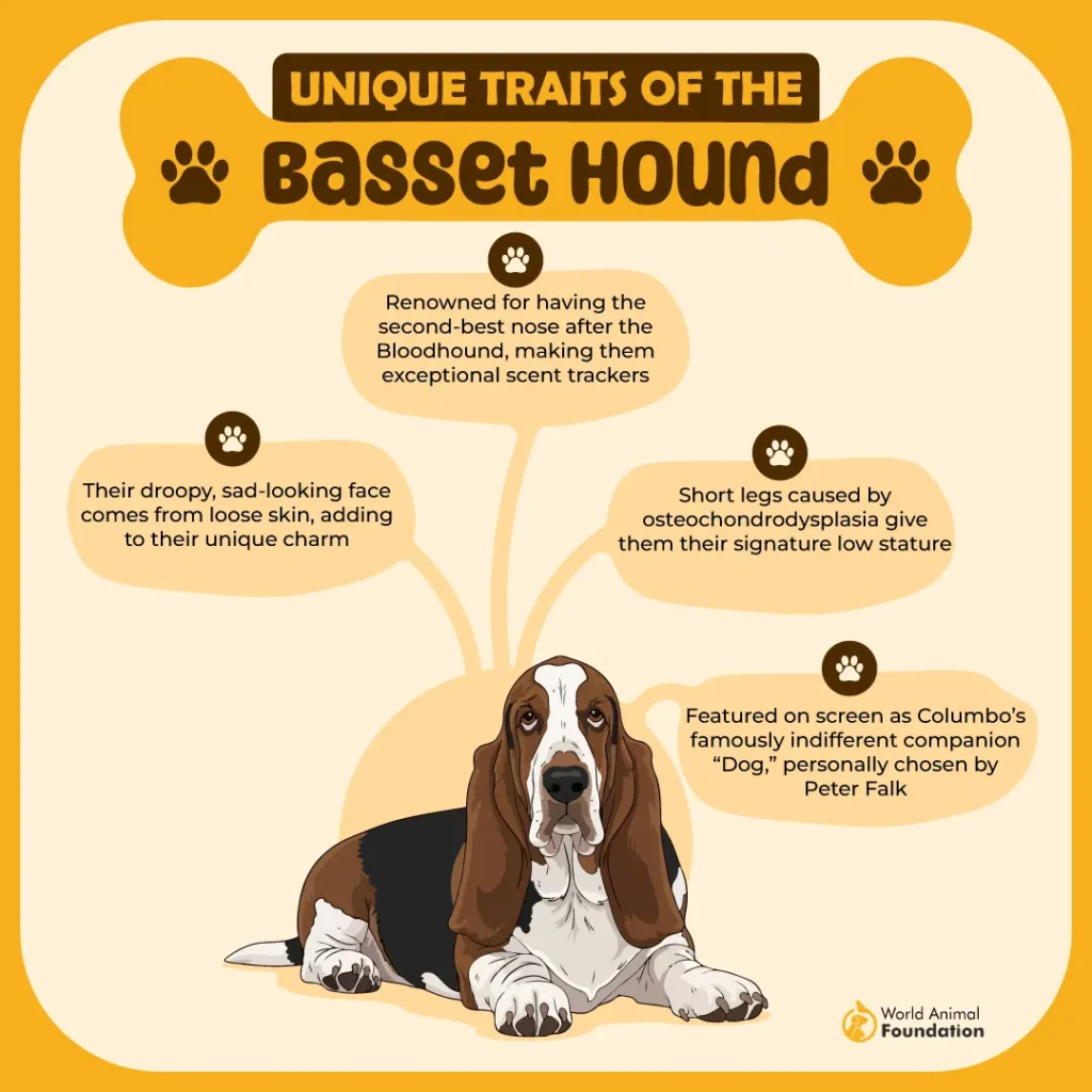 Unique-Traits-of-the-Basset-Hound-01