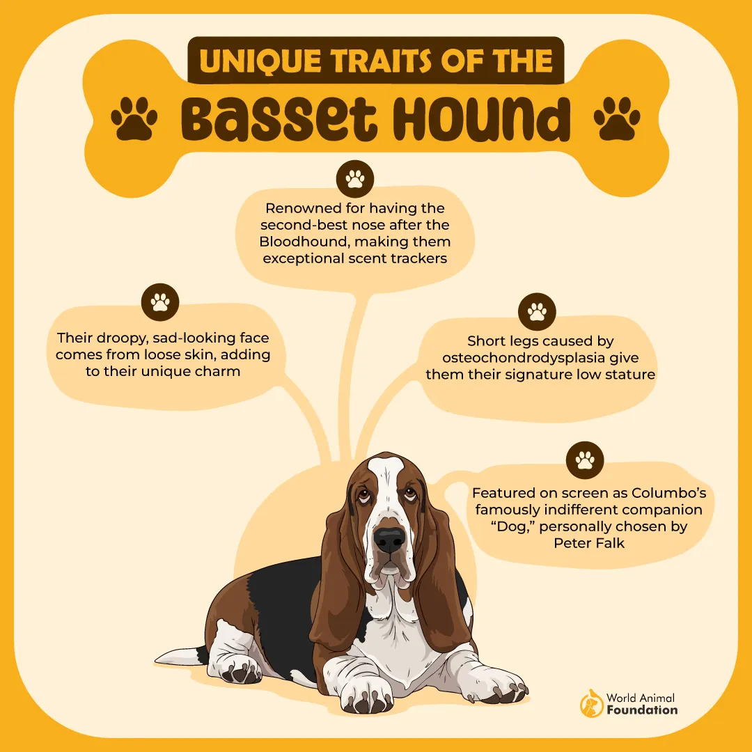 Unique Traits of the Basset Hound-01