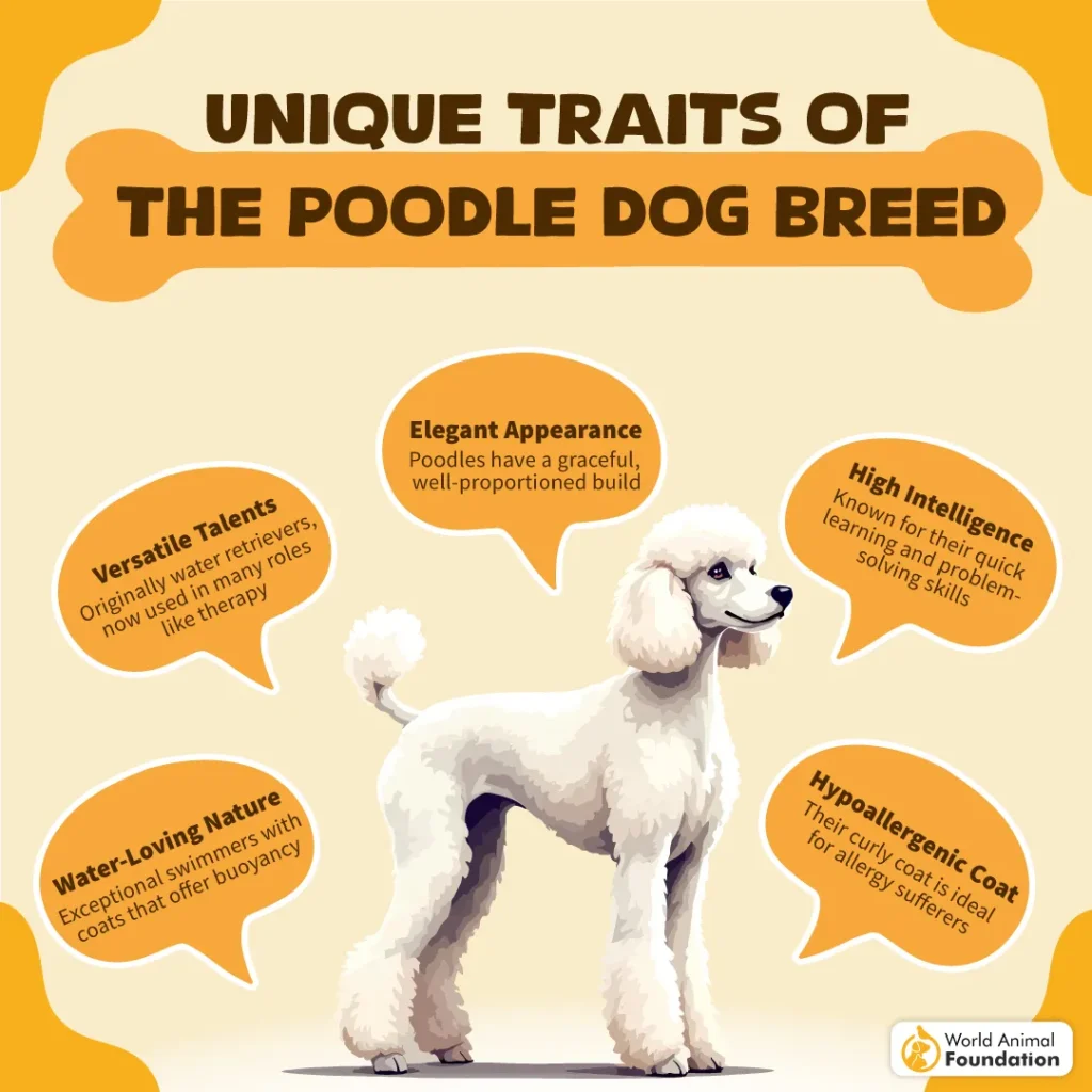Unique-Traits-of-the-Poodle-Dog-Breed-10