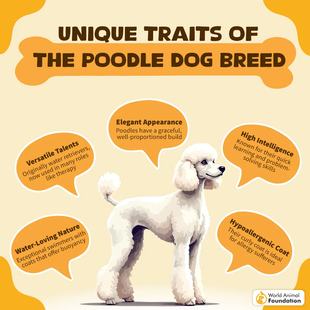 Unique Traits of the Poodle Dog Breed-10