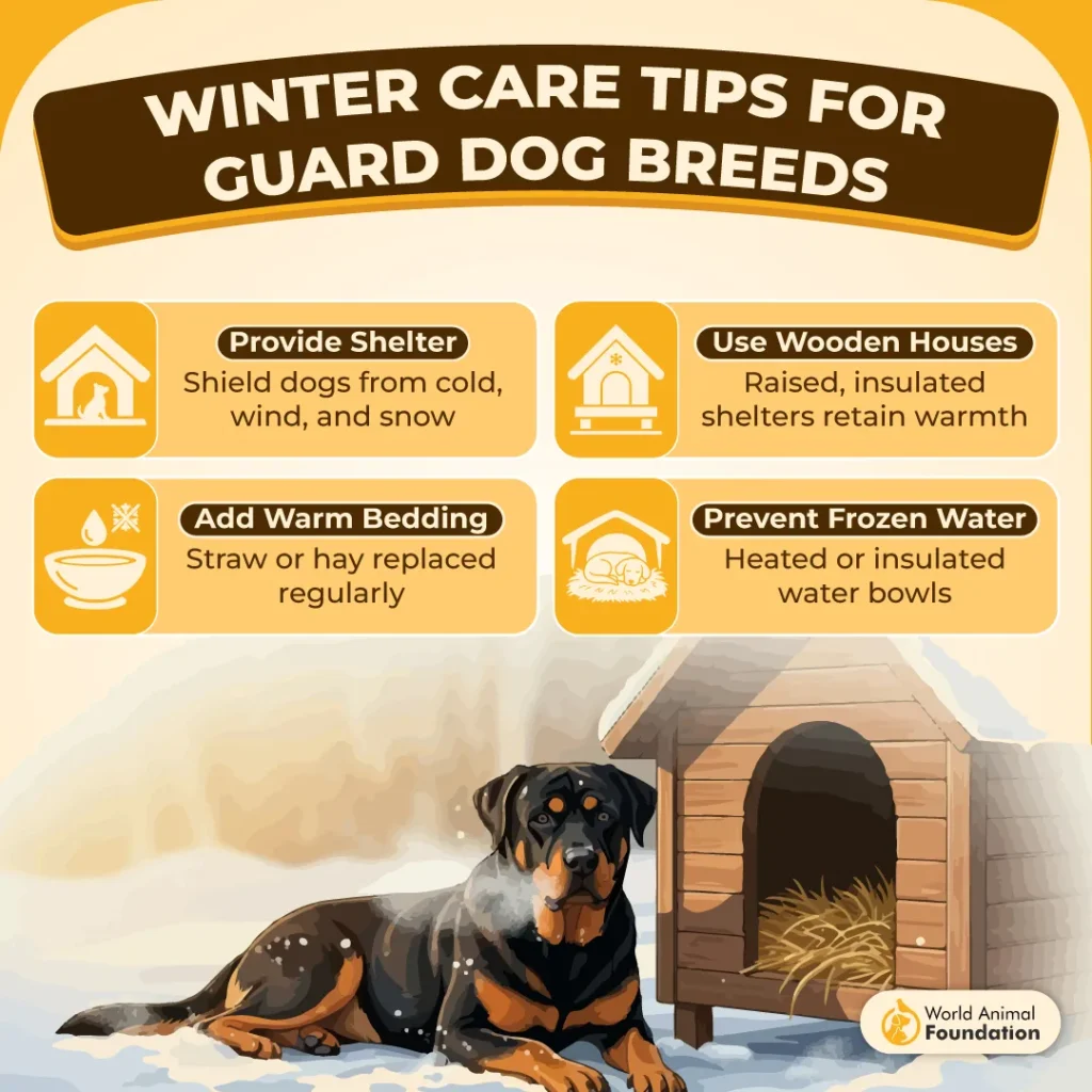 WINTER-CARE-TIPS-FOR-GUARD-DOG-BREEDS-01