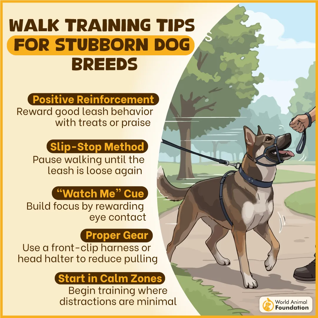 Walk Training Tips for Stubborn Dog Breeds-02