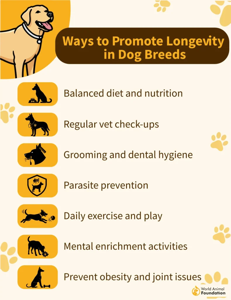 Ways-to-Promote-Longevity-in-Dogs-02