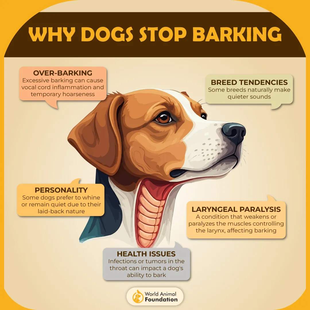 Why Dogs Stop Barking-01