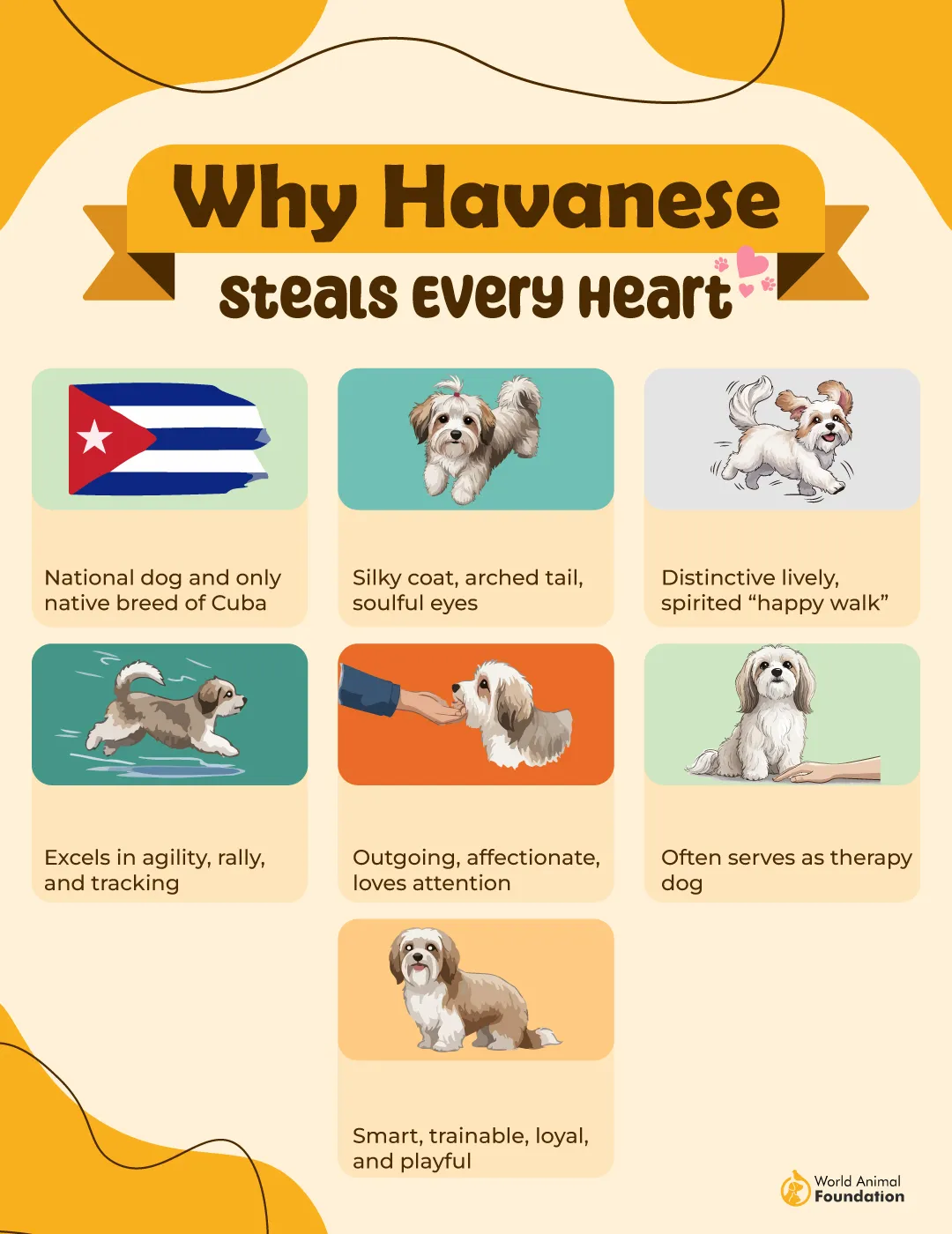 Why Havanese Steals Every Heart-01