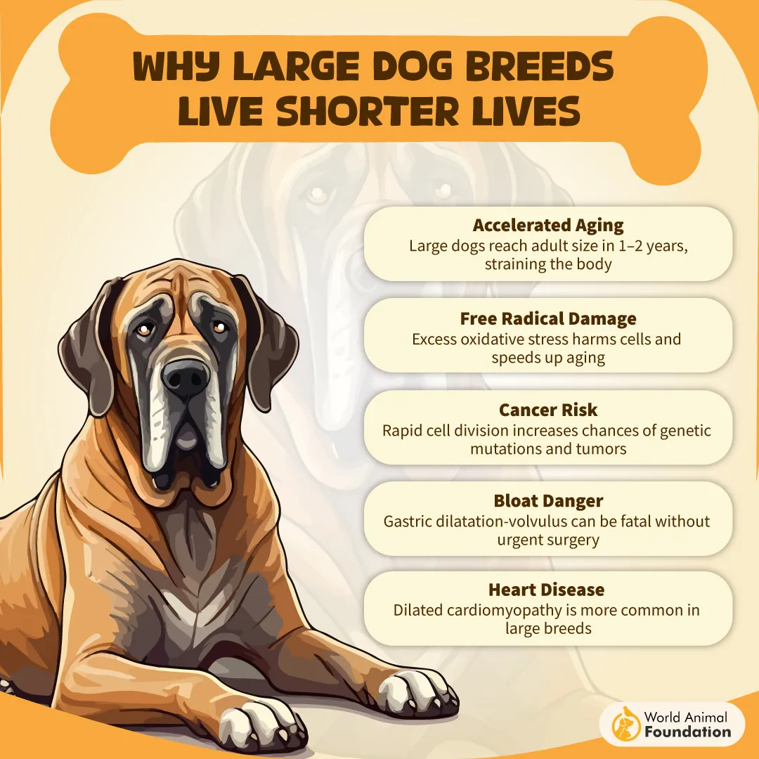 Why Large Dog Breeds Live Shorter Lives-01