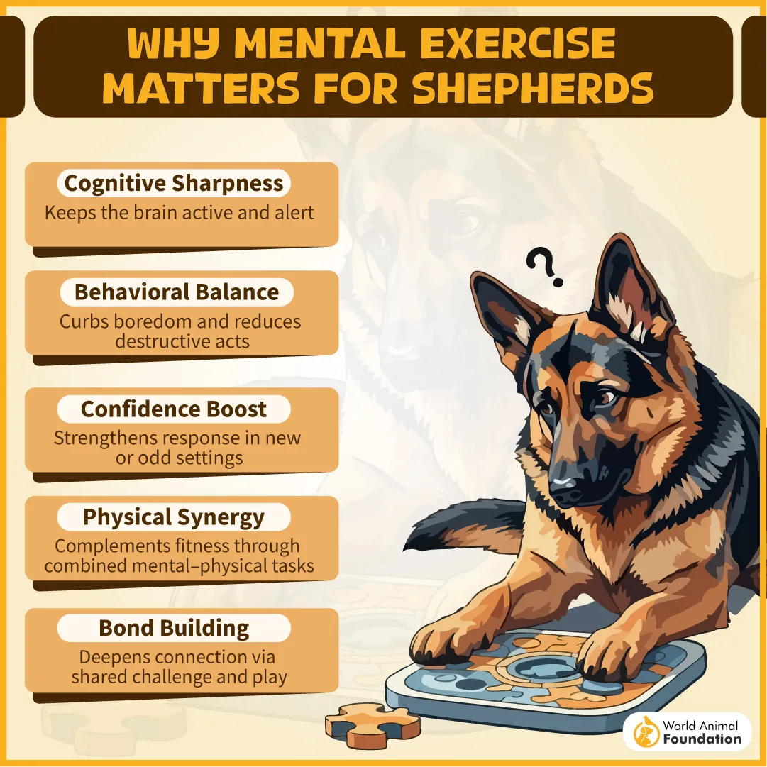 Why Mental Exercise Matters for Shepherds-05