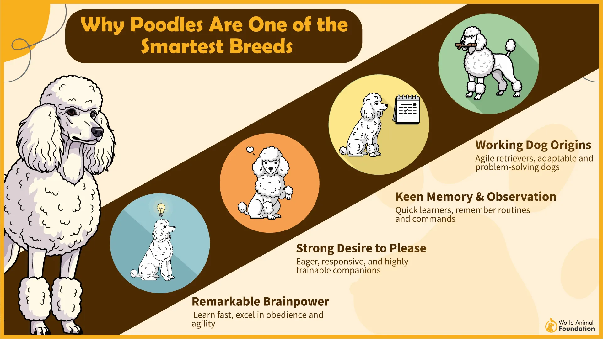 Why Poodles Are One of the Smartest dog breeds-03