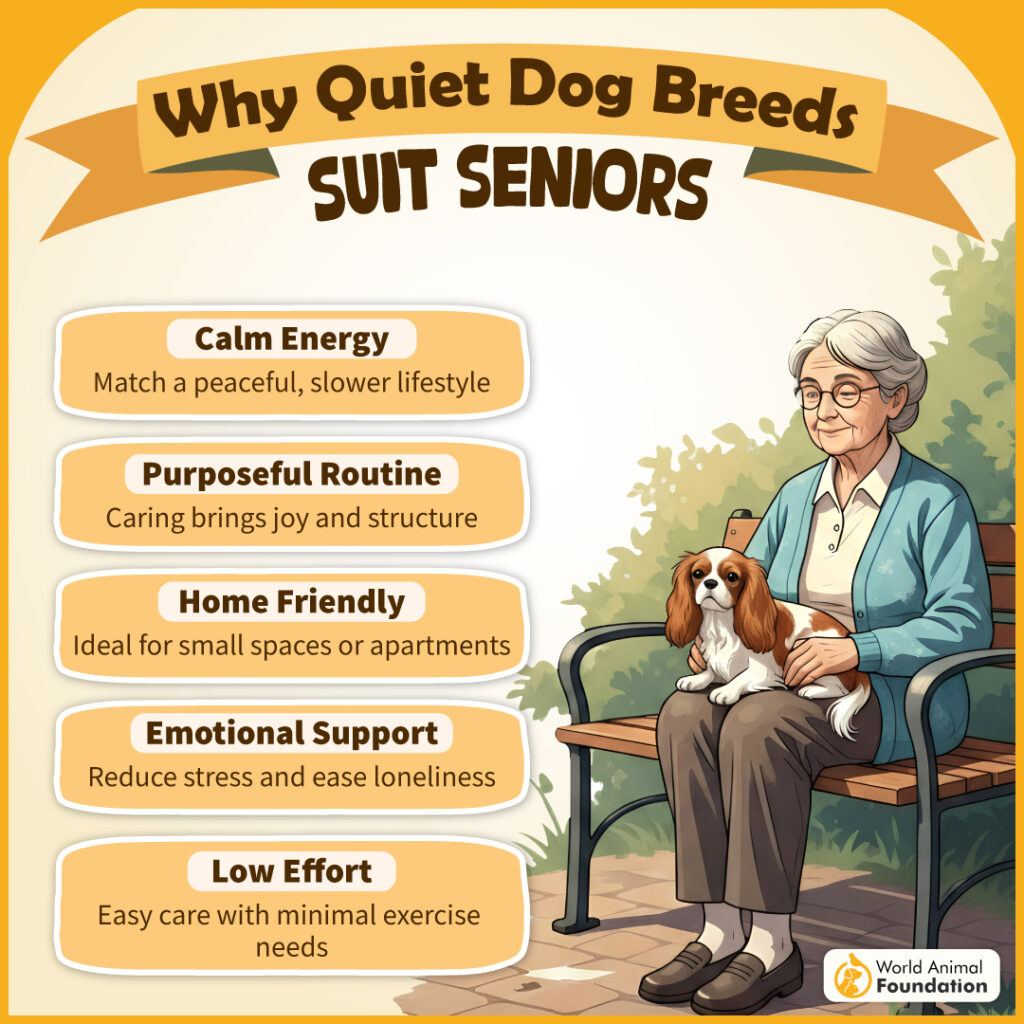 Why Quiet Dog Breeds Suit Seniors-01
