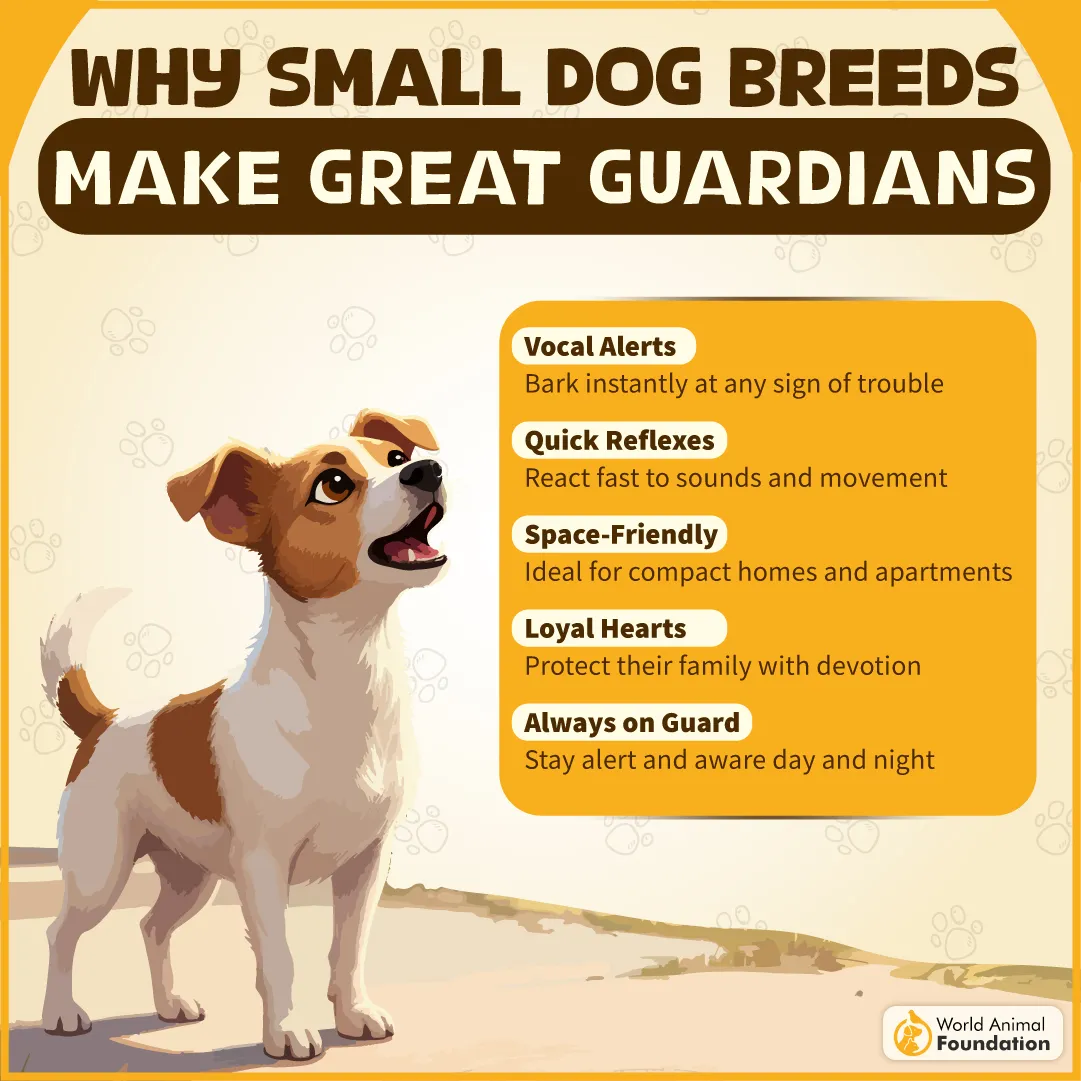Why Small Dog Breeds Make Great Guardians-05