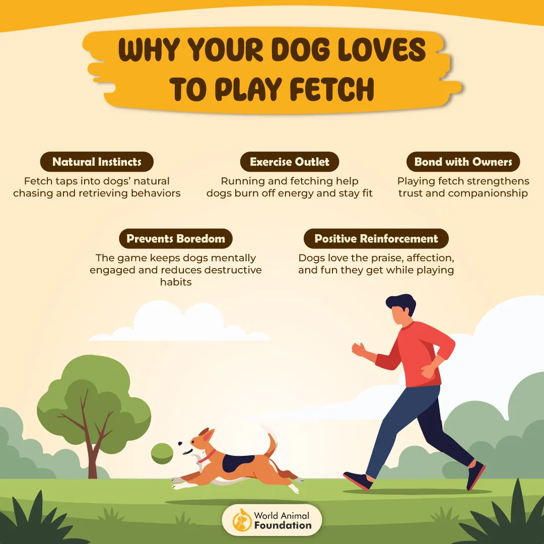 Why Your Dog Loves to Play Fetch-01