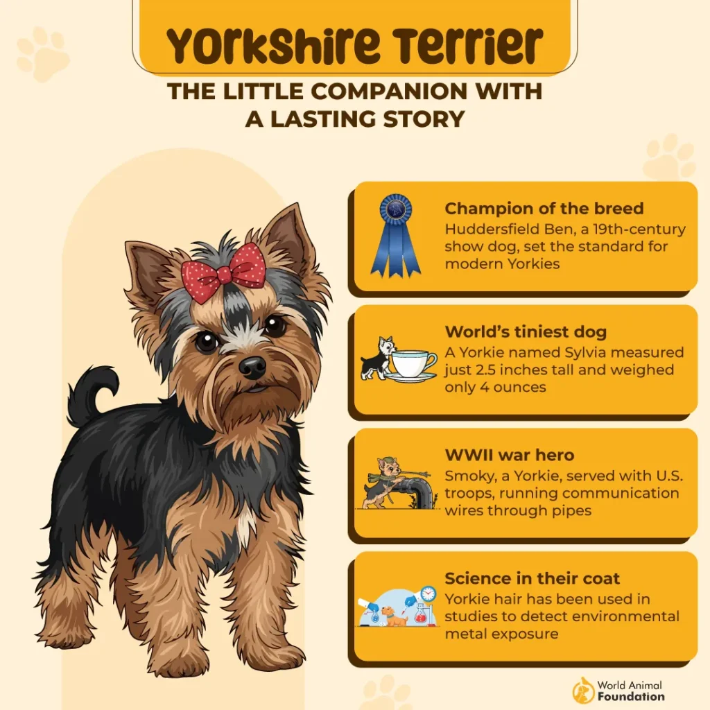 Yorkshire-Terrier-the-Little-Companion-with-a-Lasting-Story-01
