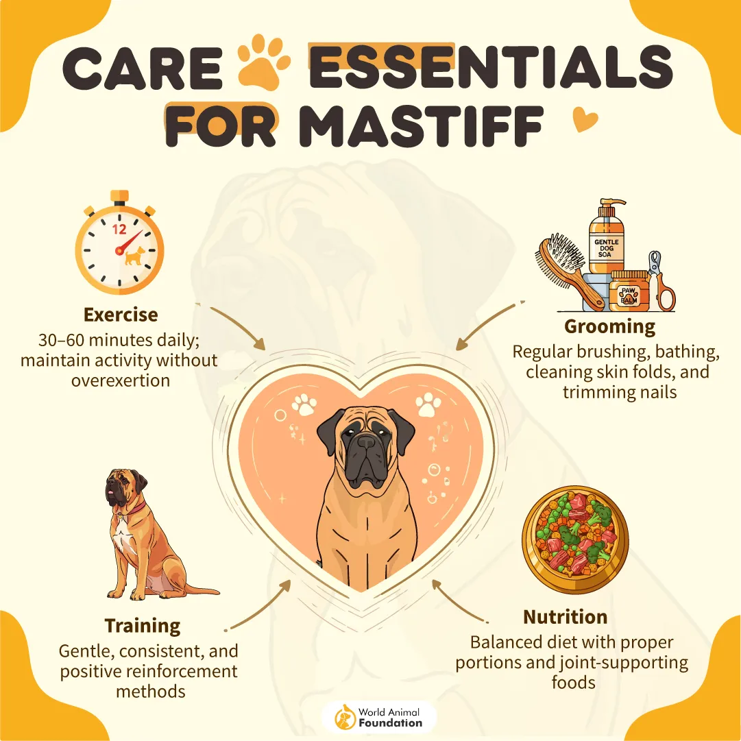 care essentiaal for mastiff-02