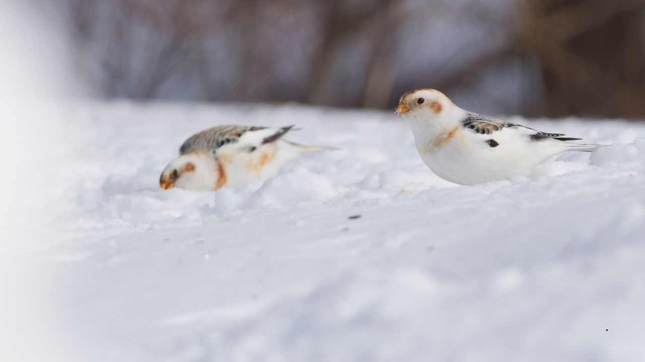 10 Birds That Can Tolerate Extreme Temperatures