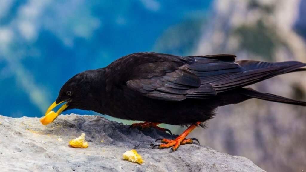 7 Best Pocket Sized Dog Breeds