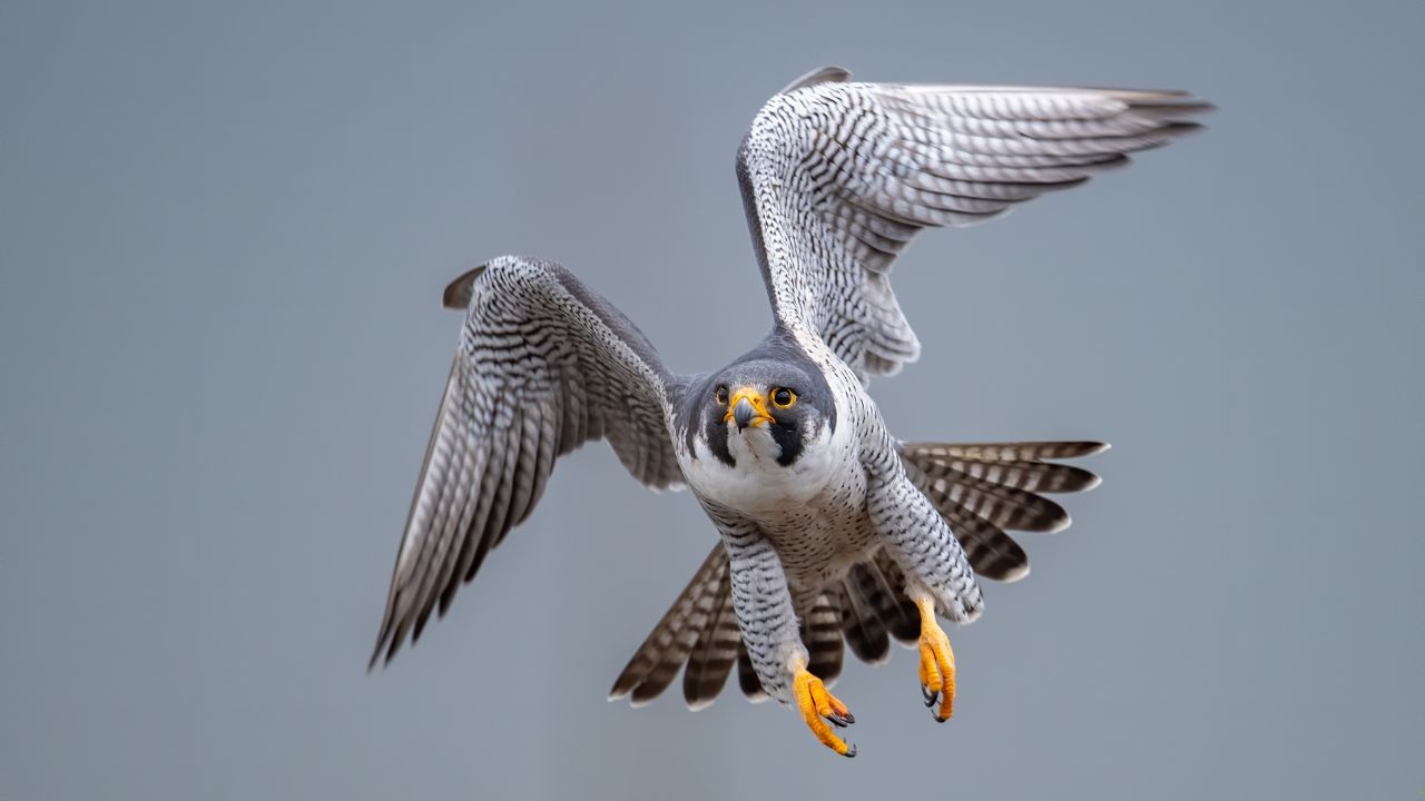 7 Birds Known for Their Amazing Acrobatics