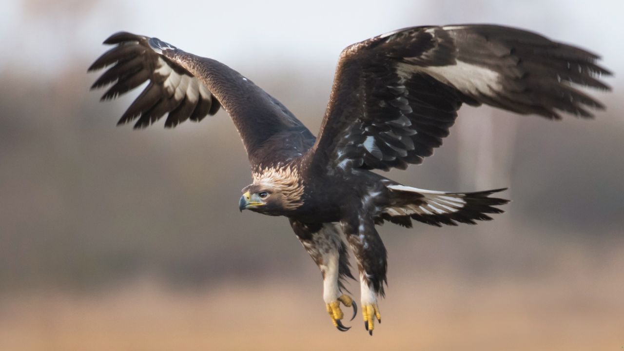 7 Birds Known for Their Amazing Speed in Flight
