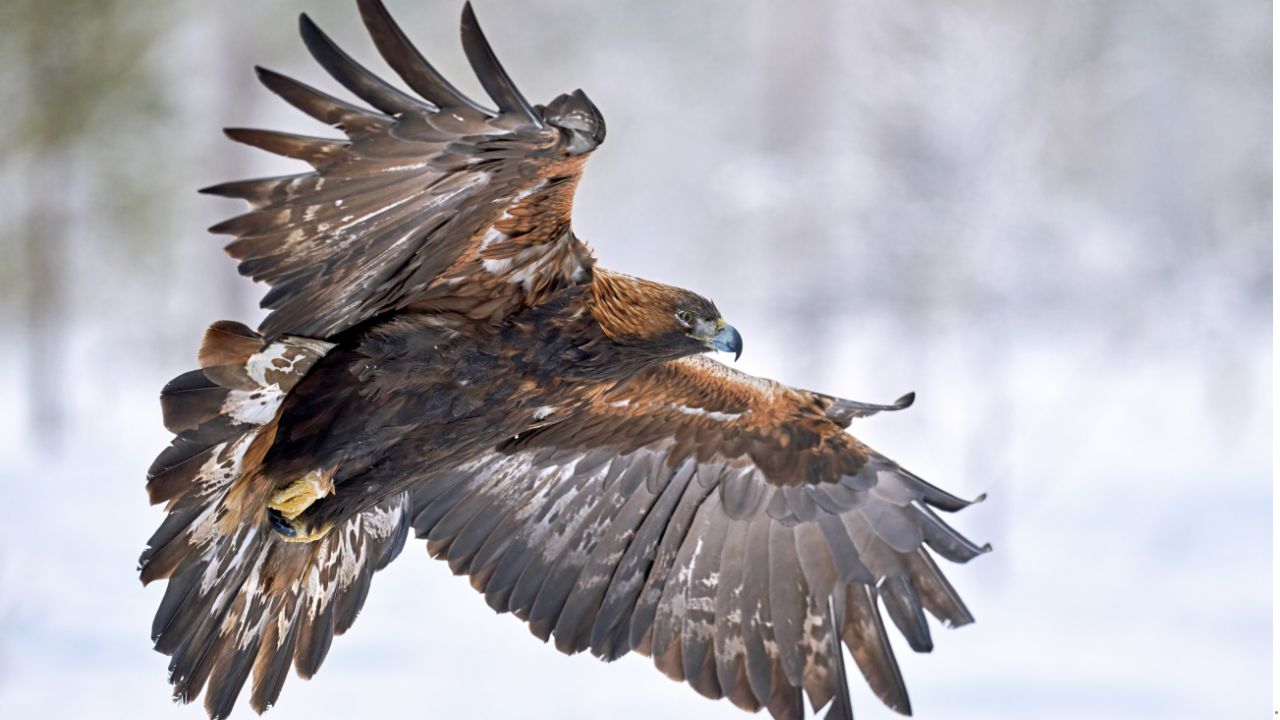 7 Birds Known for Their Impressive Flying Skills