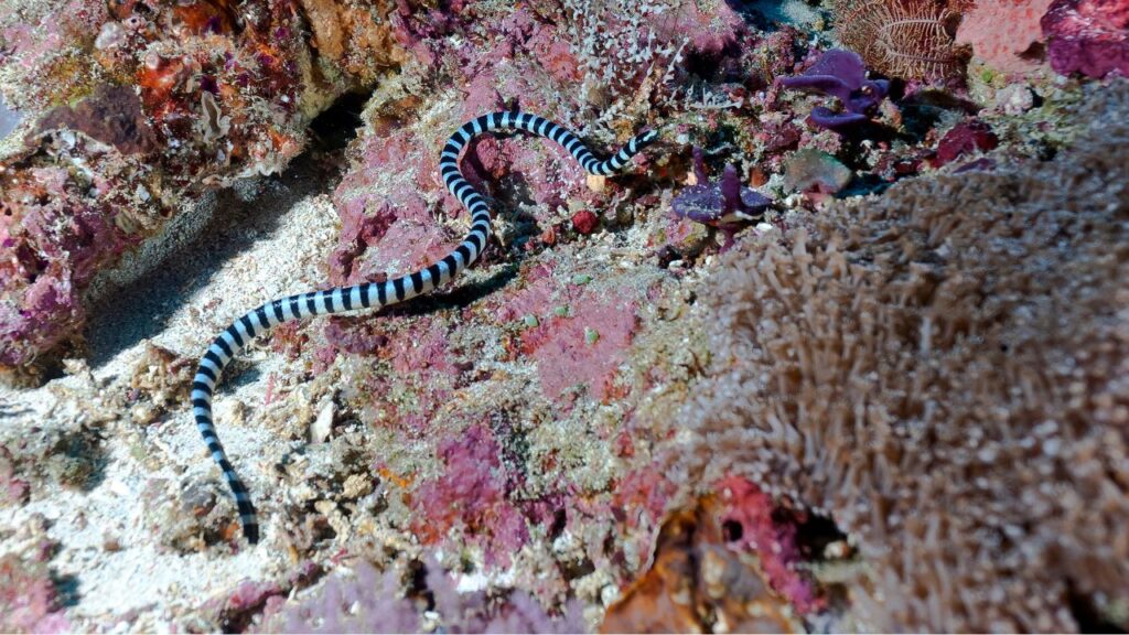 7 Birds Known for Their Longevity