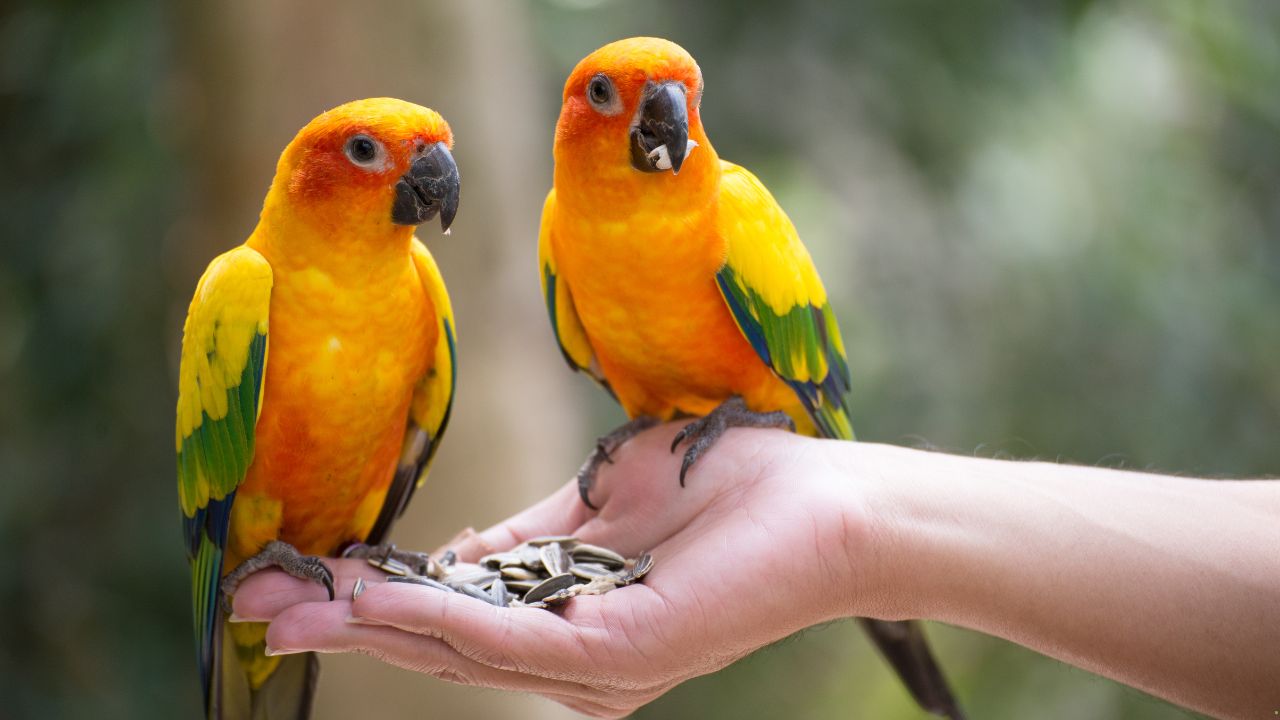 7 Birds Known for Their Social Interactions
