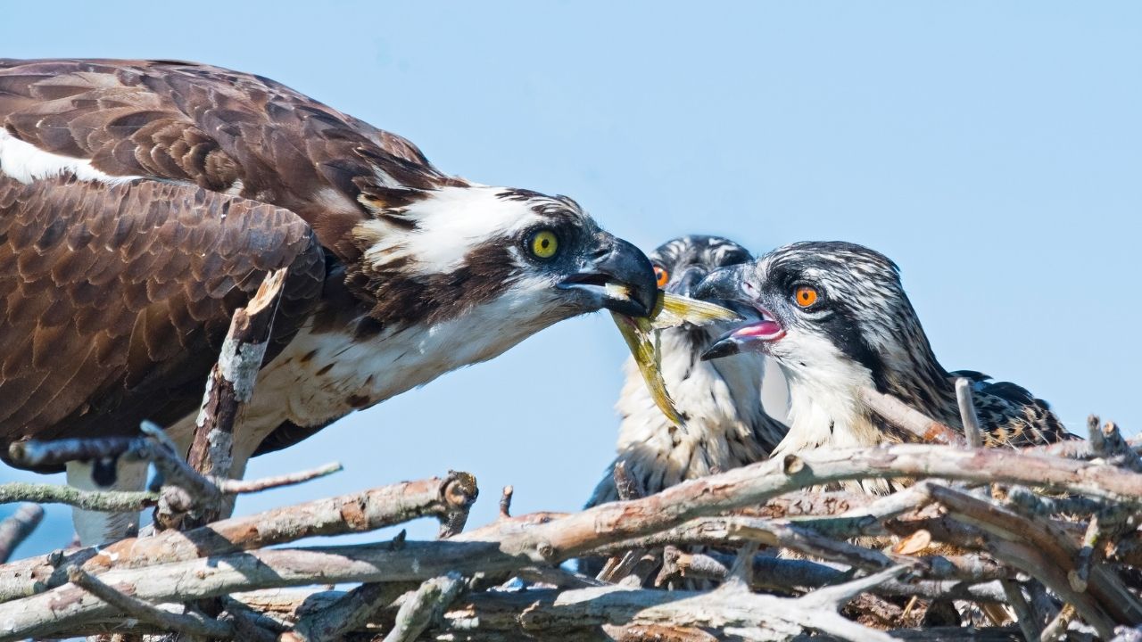 7 Birds Known for Their Unique Feeding Habits