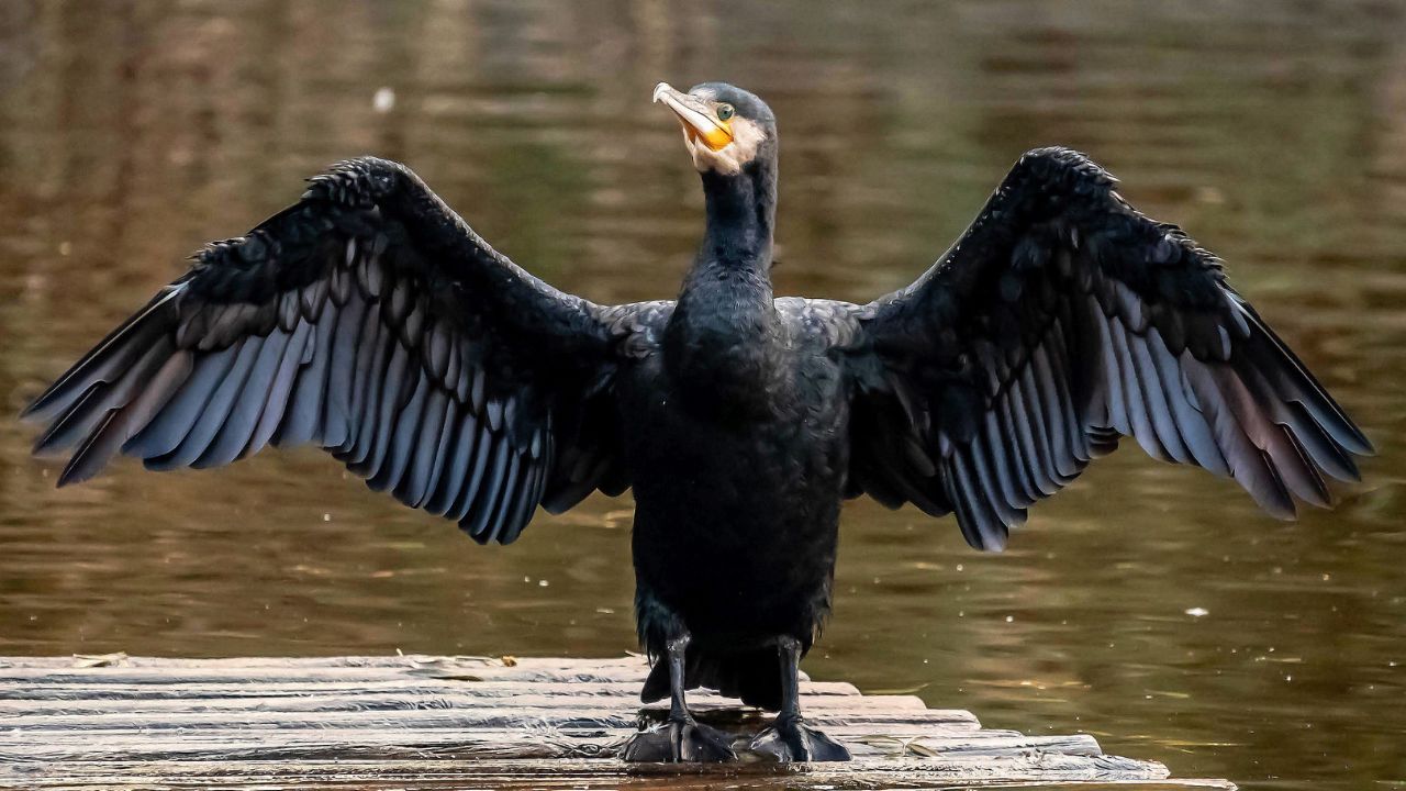 7 Birds That Are Born with Wings but Can’t Fly