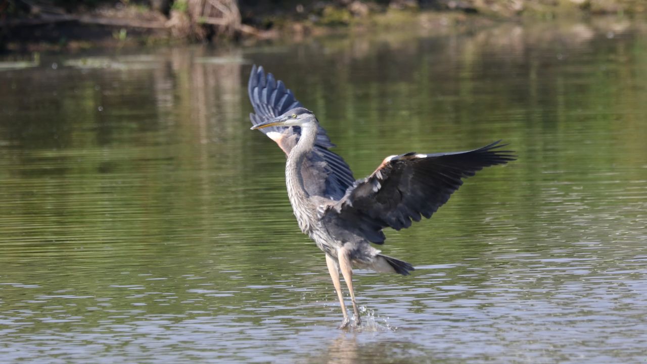 7 Birds That Are Expert Fishers