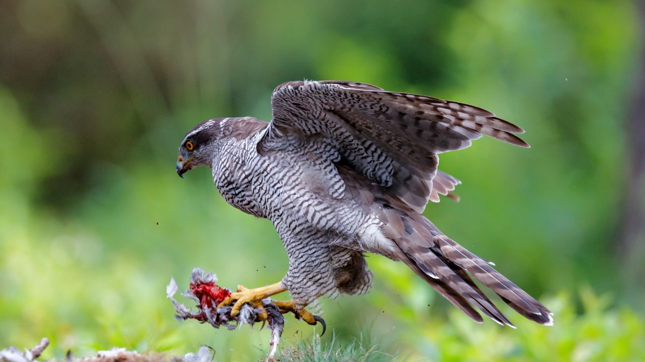 7 Birds That Are Great at Hunting