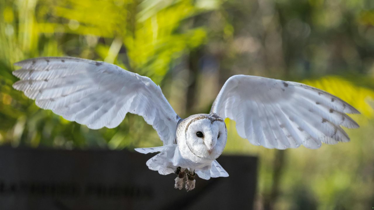 7 Birds That Are Known for Their Unusual Flight Styles