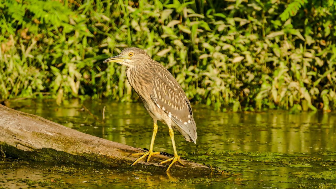 7 Birds That Are Masters of Camouflage in the Wild