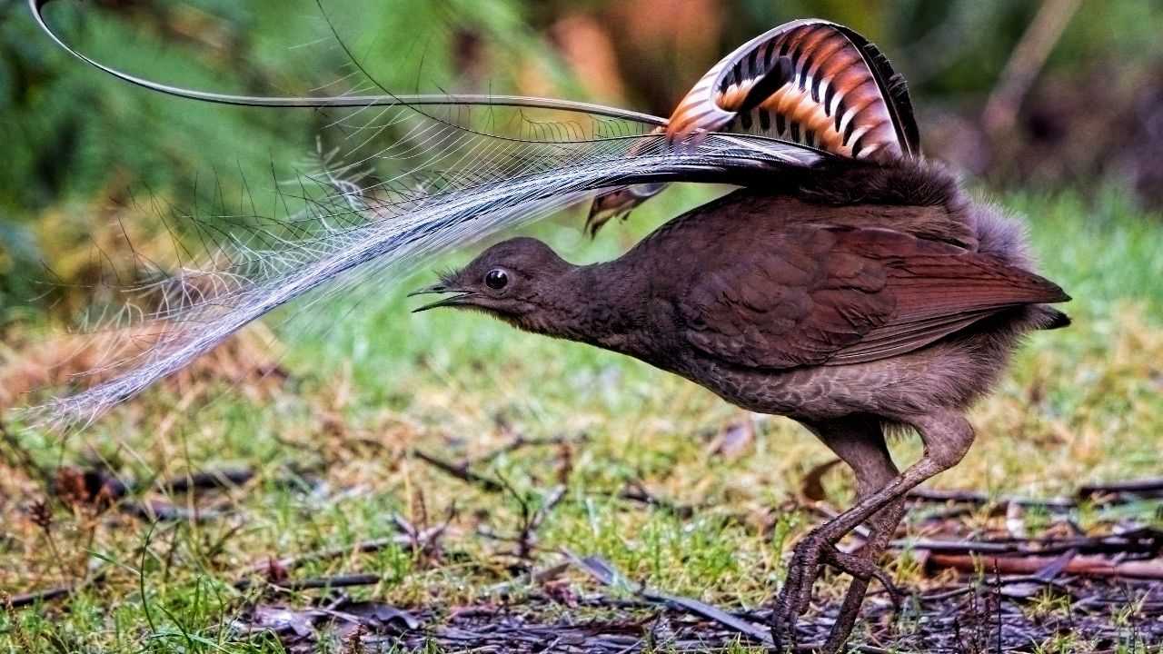 7 Birds That Can Communicate Through Complex Calls