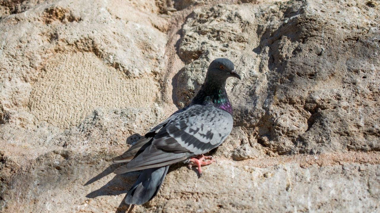 7 Birds That Can Communicate with Vibrations