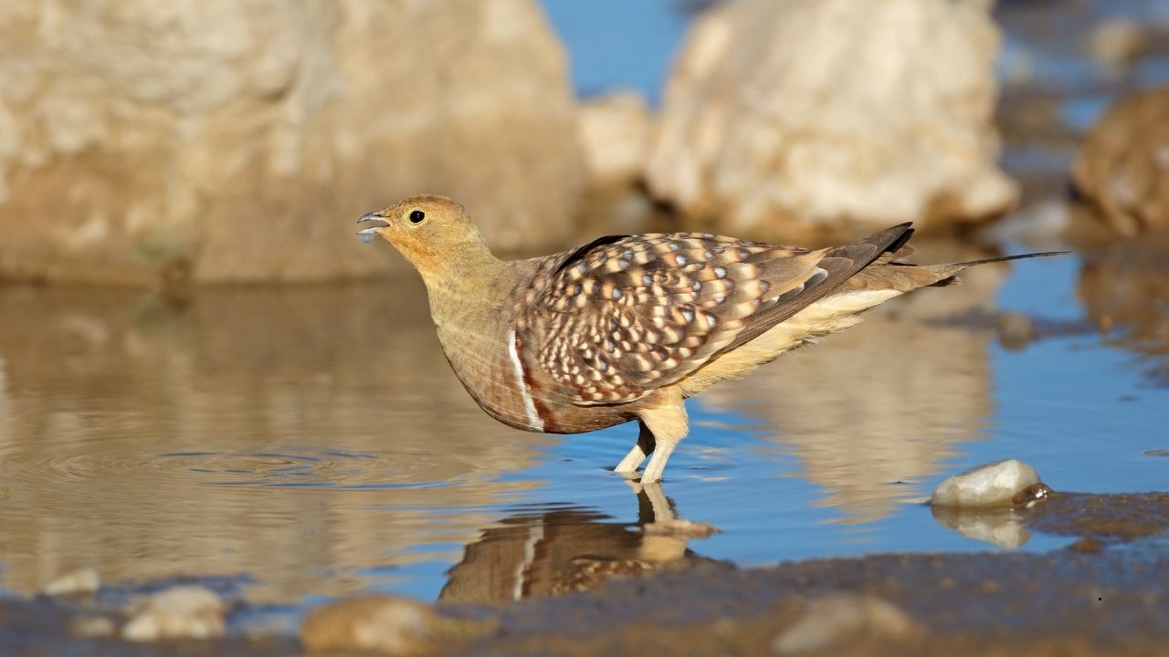 7 Birds That Can Live in Extreme Weather Conditions