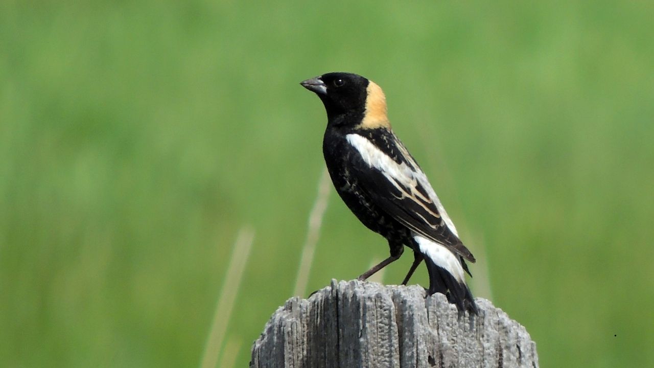 7 Birds That Can Navigate Using the Earth’s Magnetic Field
