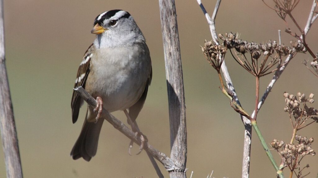 White-Crowned Sparrow