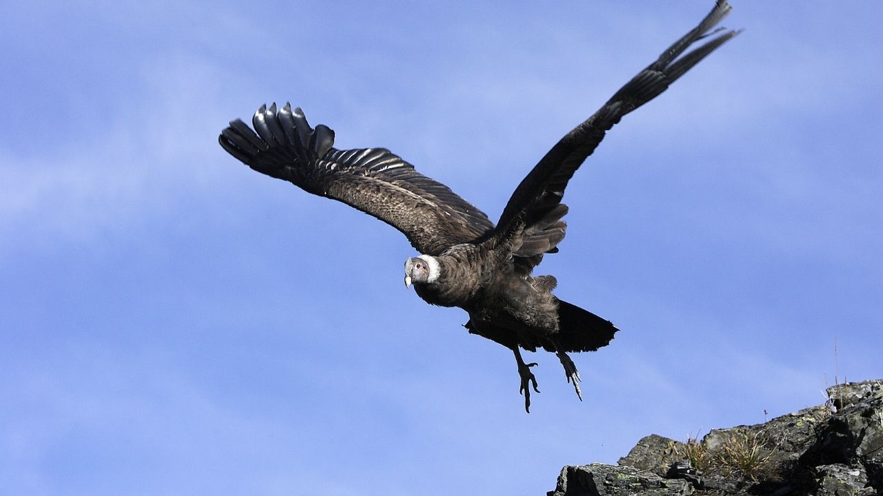 7 Birds That Live in the Most Remote Locations