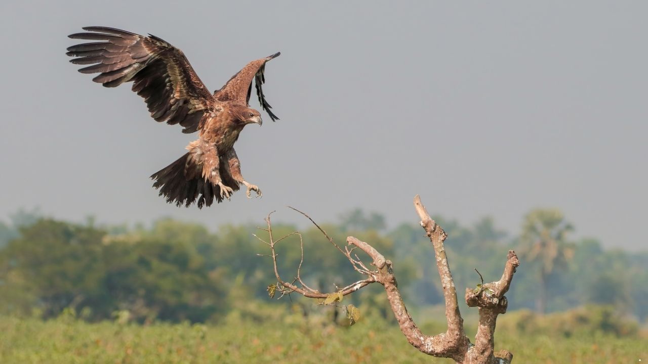 7 Birds of Prey You Didn’t Know Existed