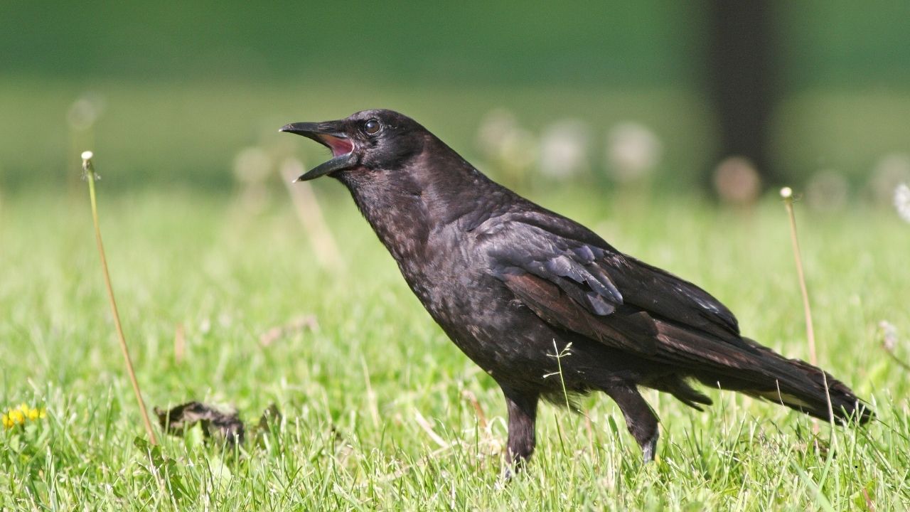 7 Birds that Can Live in Urban Environments
