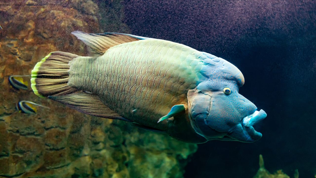 7 Endangered Fish You Should Know About