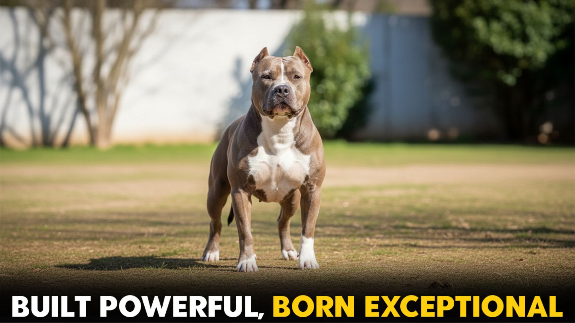 7 Exceptional Dog Breeds With a Powerful Presence