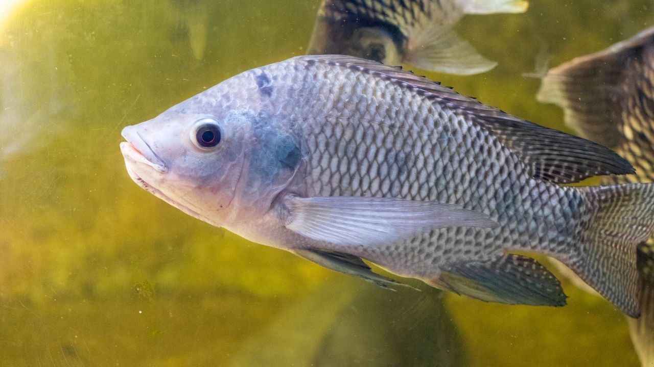 7 Fish That Are Great for the Environment