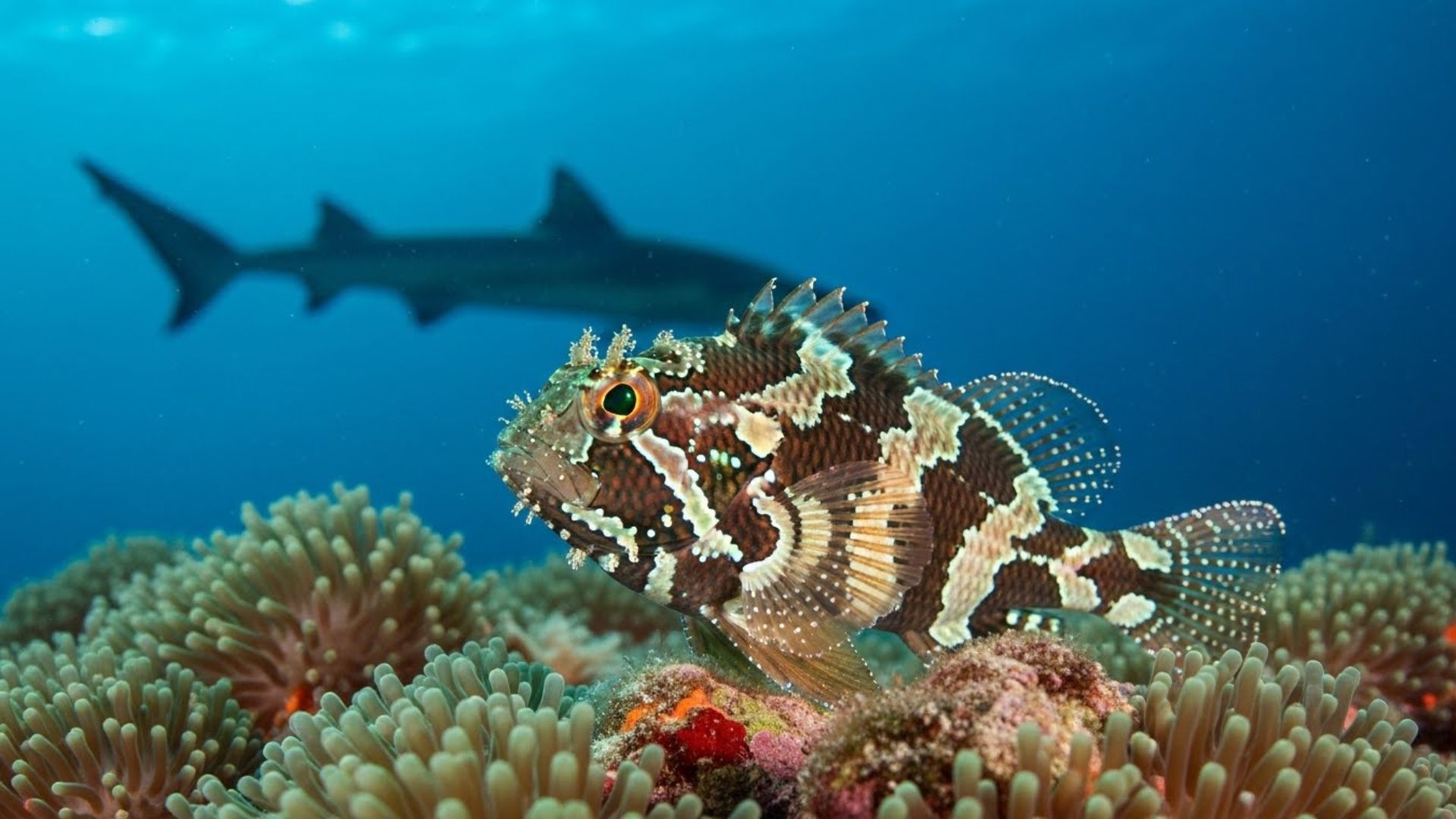 7 Fish That Are Masters of Avoiding Predators