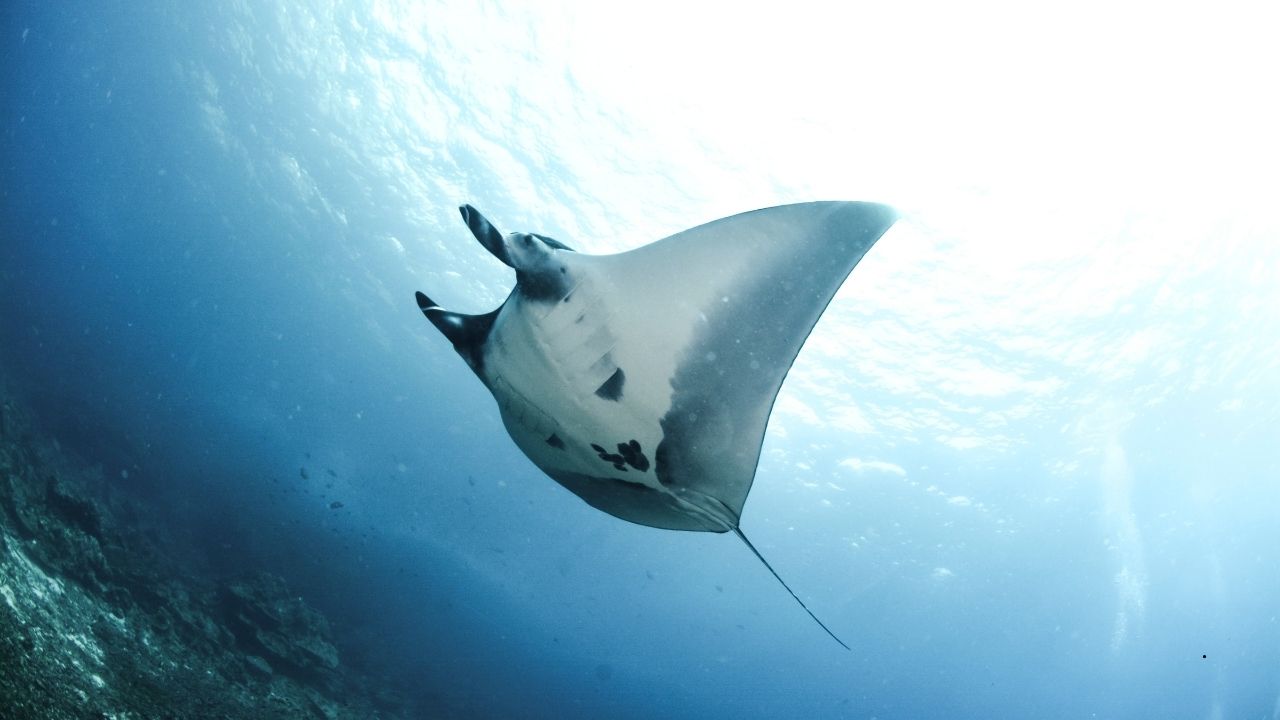 7 Fish That Can Grow to Enormous Sizes