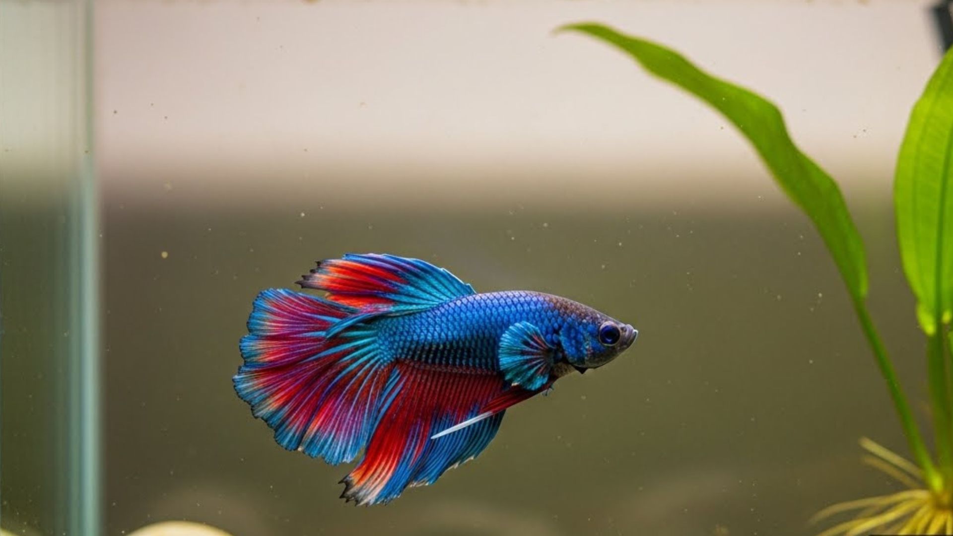 7 Fish That Can Survive Without Eating for Weeks