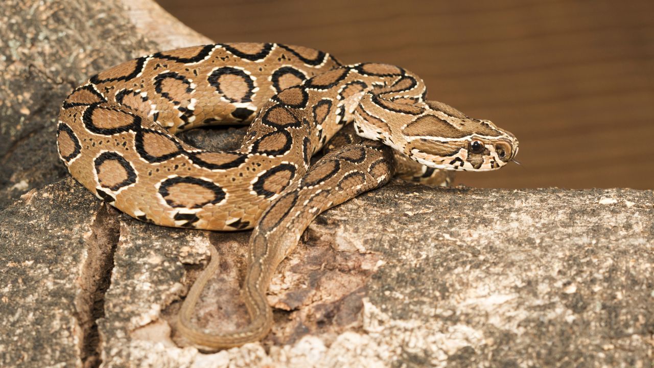 7 Snakes That Can Survive in Extreme Environments