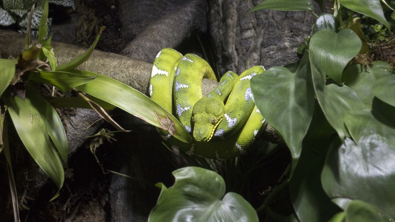 7 Snakes That Live in the Deepest Parts of the Forest