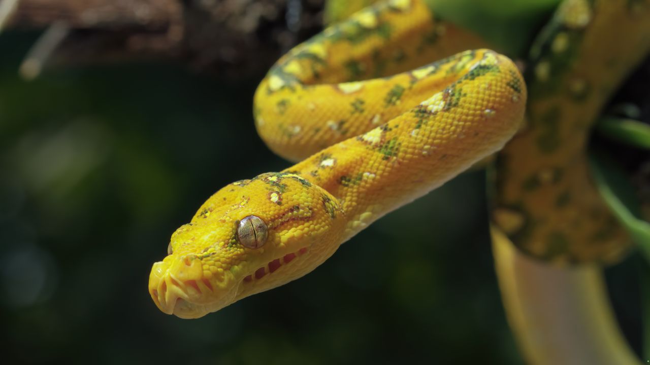 7 Snakes That Use Interesting Methods to Defend Themselves